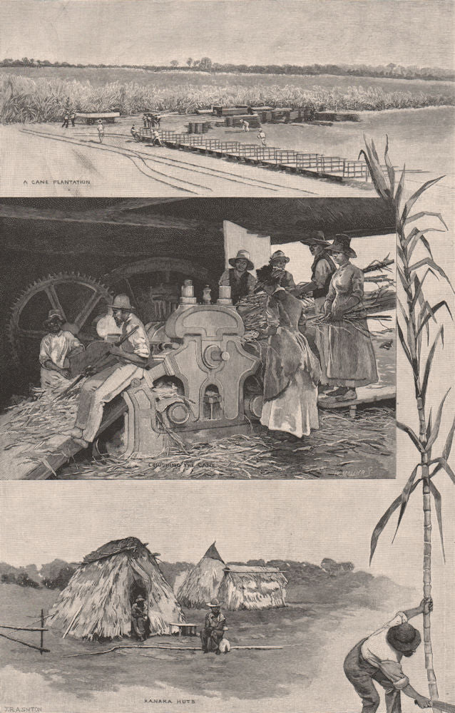 QUEENSLAND SUGAR INDUSTRY near Mackay. Cane Plantation. Kanaka Huts 1888 print